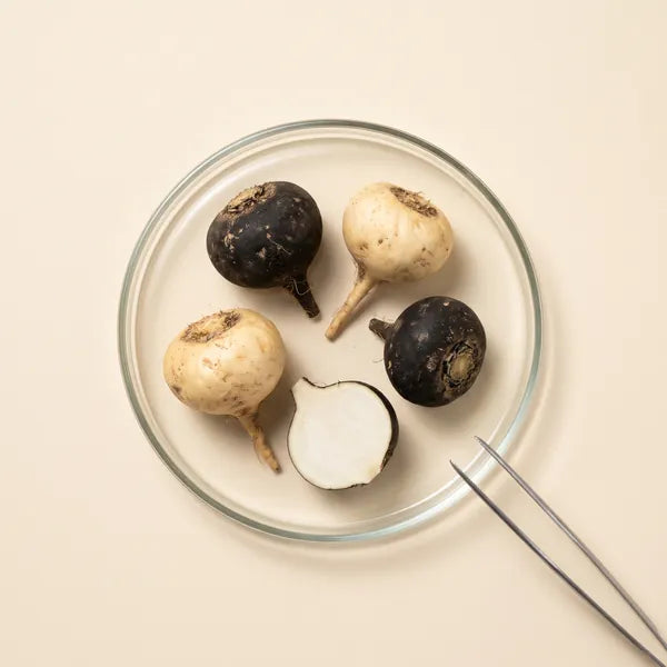 Maca Root specimen