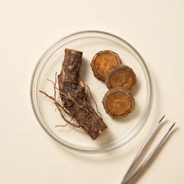 Panglima Garang specimen
